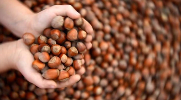 Fındıkta 2020 yılı rekolte beklentisi 665 bin ton