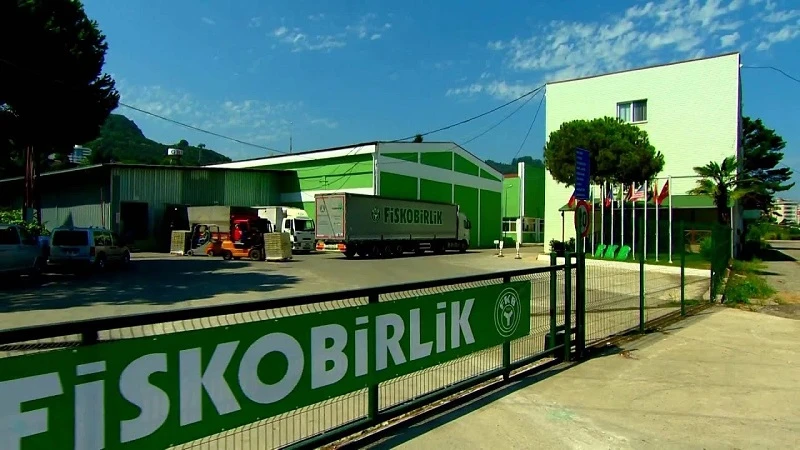 FİSKOBİRLİK fındık alımına 11 Ağustos'ta başlayacak