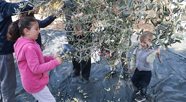 İzmir Foça'da zeytin hasadı şenlikle başladı