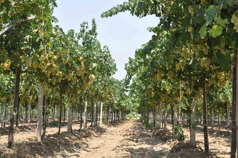 Gaziantep üzüm üretiminde 5. sırada