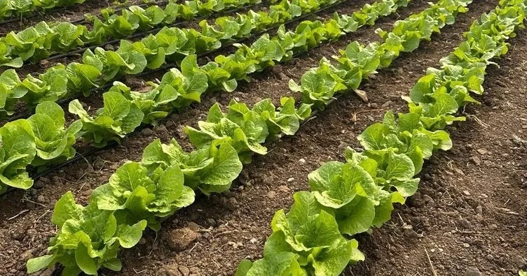 Gaziantep'te seracılık atağı: Tarım Bakanlığı sera bölgesi kuruyor