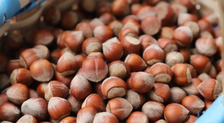 Giresun fındık üreticilerine tarım sigortası uyarısı