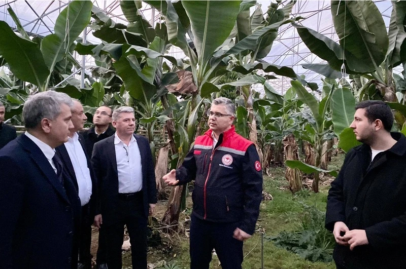 Gönen’de ‘jeotermal’ destekli serada muz üretiliyor!