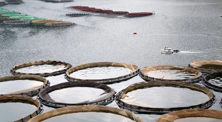 Gümüşhane'de yılın 12 ayı balıkçılık yapılıyor!