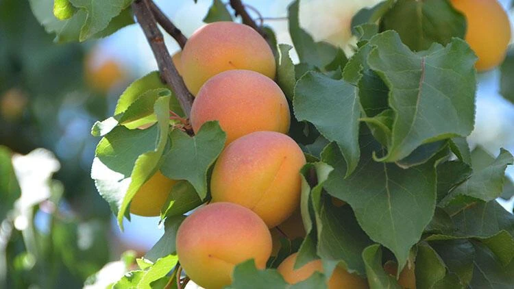 Gürün'de çiftçilere 50 bin kayısı fidanı dağıtıldı