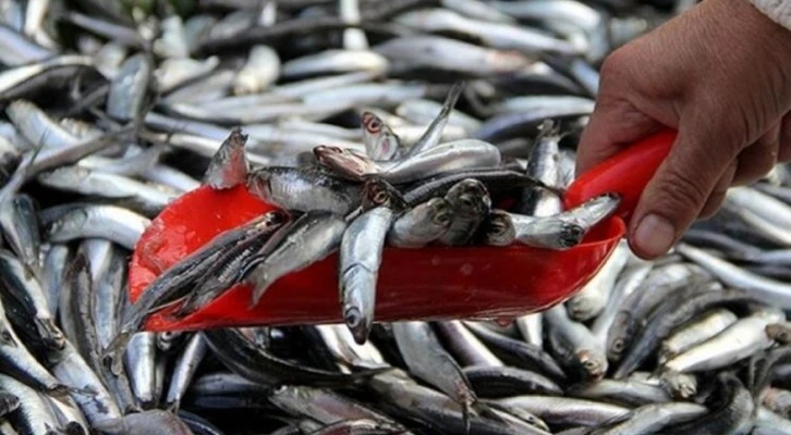 Hamsi bolluğu yaşanıyor: 500 kasa geliyor