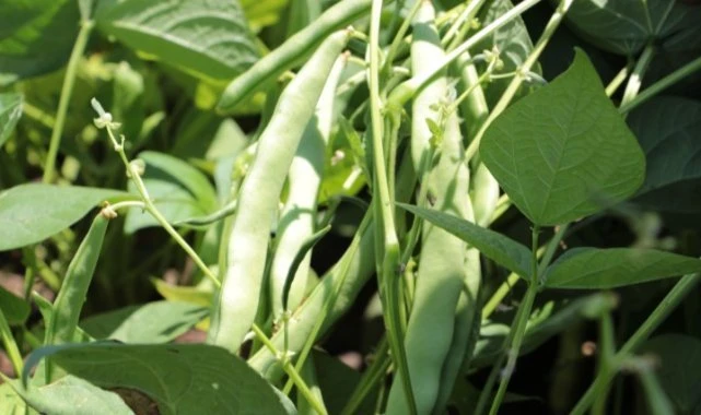 Hasadı başlayan taze fasulye tarlada 50 TL’ye satılıyor