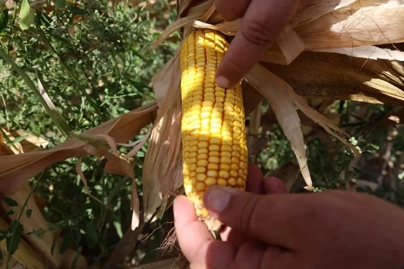 Hatay'da kuraklık mısır rekoltesini vurdu