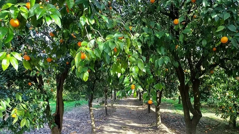 Hatay’da üretici tarlasını kaybediyor!