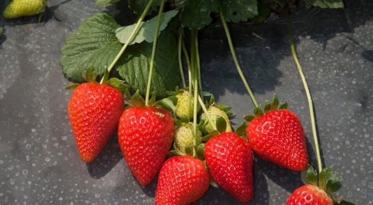 Hüyük Çileği marka oldu!