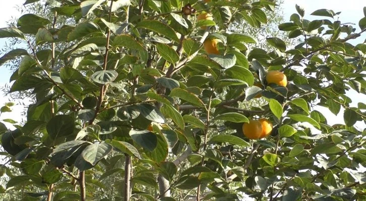 Iğdır'da ilk defa yetiştirilen cennet hurmasının hasadı yüz güldürdü