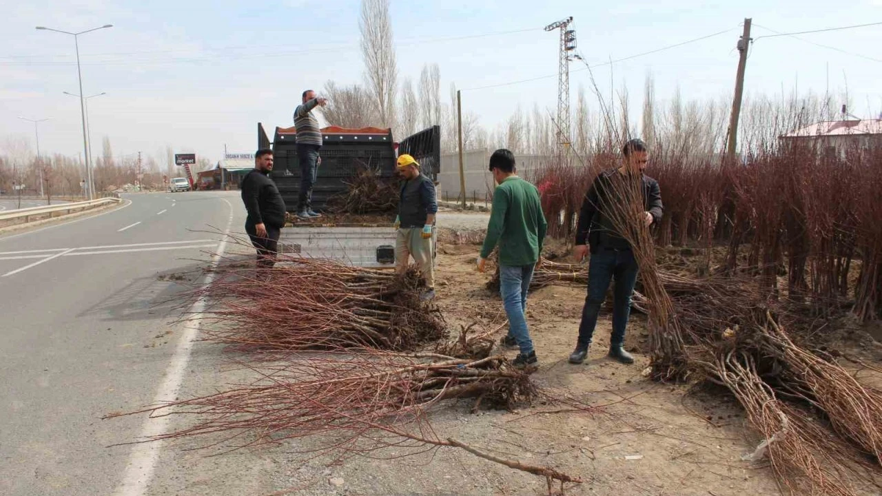 Iğdır’ın sarı altınının fidan satışları başladı