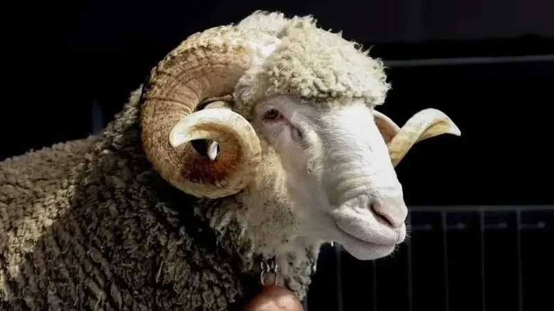 İhaleyle damızlık 1680 koyun ve 70 koç alınacak