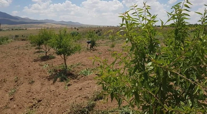 Ceviz bahçesi ve badem bahçesi nasıl kurulur ?