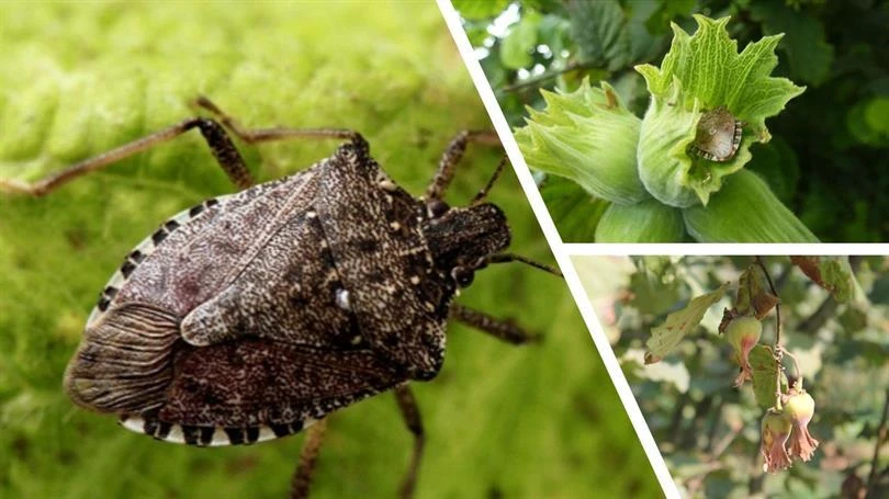 Kahverengi kokarca (Halyomorpha halys) hakkında bilinmesi gerekenler