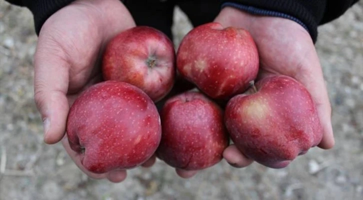 Kastamonu Tosya'da 1700 ton elma hasadı yapıldı