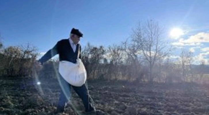 Kastamonu’da karakılçık buğday ekimi başladı: Tohumları elleriyle toprakla buluşturdular