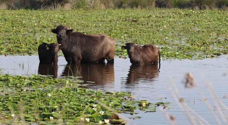 Kayseri pastırmasına yeni rakip ‘manda pastırması’