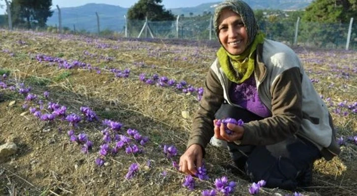 Kilosu 80 bin TL'yi bulan bitkinin hasadı yapıldı