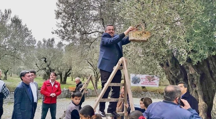 Kırkağaç’ta bin 660 yaşındaki ağaçta zeytin hasadı yapıldı 