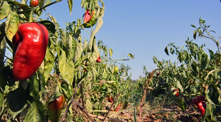Kırmızı biber toplanmadan alıcı buluyor