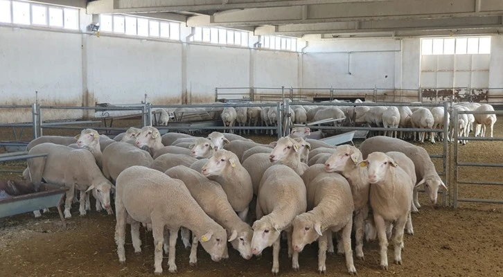 Konya Büyükşehir’den üreticiye damızlık koç desteği