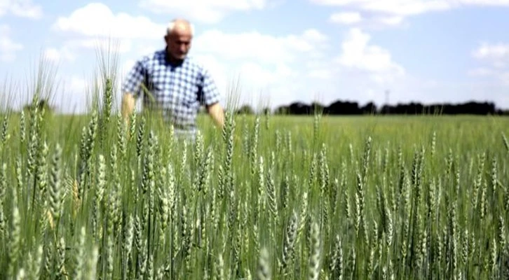 Konya Ovası'nın yeni sezon gözdesi buğday
