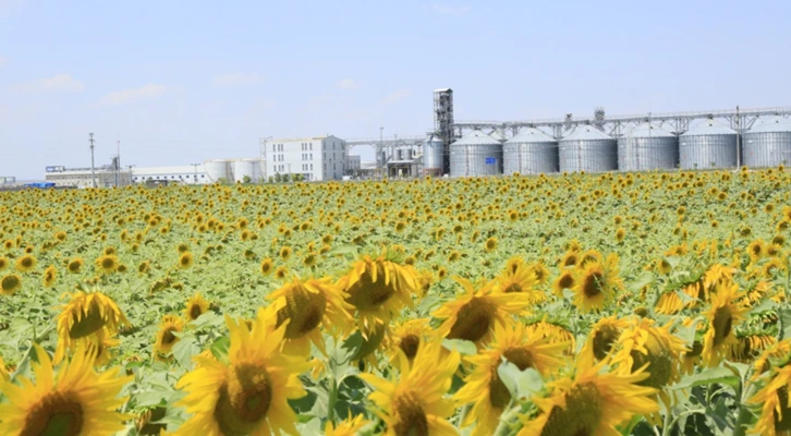 Konya Şeker bu sene 10’uncu ayçiçeği alımını yapacak
