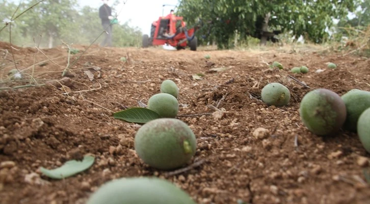 Konya'da kurduğu ceviz bahçeleriyle tarımsal üretime katkı sağlıyor