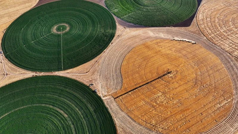 Konya'nın devasa dairesel tarlalarında hasat tamamlandı