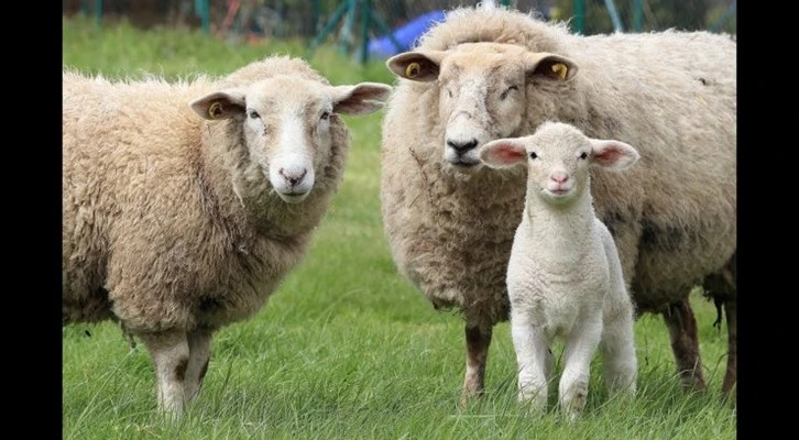 Koyun Keçi Bilgi Sistemi (KKBS) 2-7 Martta yeniden başvurulara açılacak