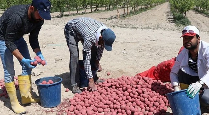 Kuraklığa Dayanıklı Yerli Patates Çeşidi Geliştirildi