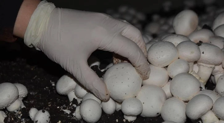 Kurduğu mantar tesisinde taleplere yetişemiyor