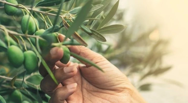 Kurutulmuş zeytinde hedef; dünya pazarları