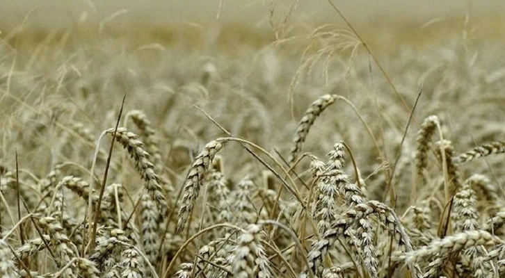 Malatya yerli ve milli bitki üretimi arttıracak