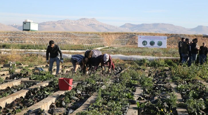 Mardin'de 1 milyon fidan üreticilere dağıtılıyor