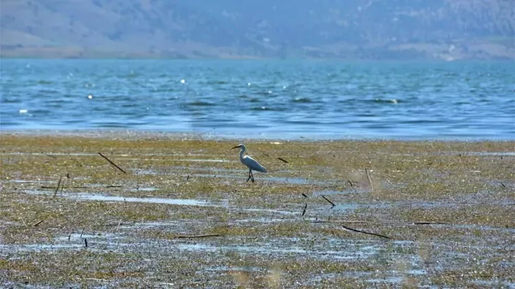 Marmara Gölü'nde balıkçılık yerine tarım yapılıyor! Kuraklık gölü kuruttu