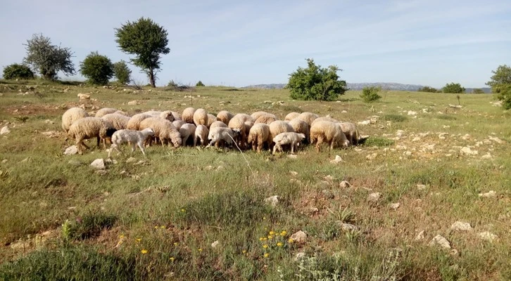 Meralarımızda karşılaşılan sorunlar, yapılması gerekenler ve ıslahta kullanılan bazı bitkiler