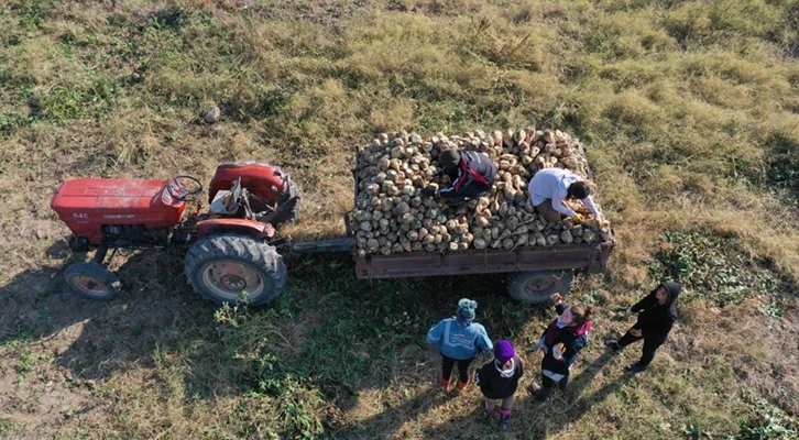 Meslek lisesi öğrencileri, şeker pancarı ve buğday yetiştirerek geleceğe hazırlanıyor