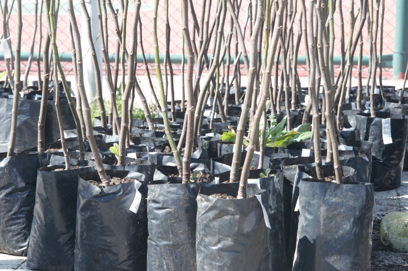 Mudanya'da üreticilere ilek incir fidanı dağıtıldı
