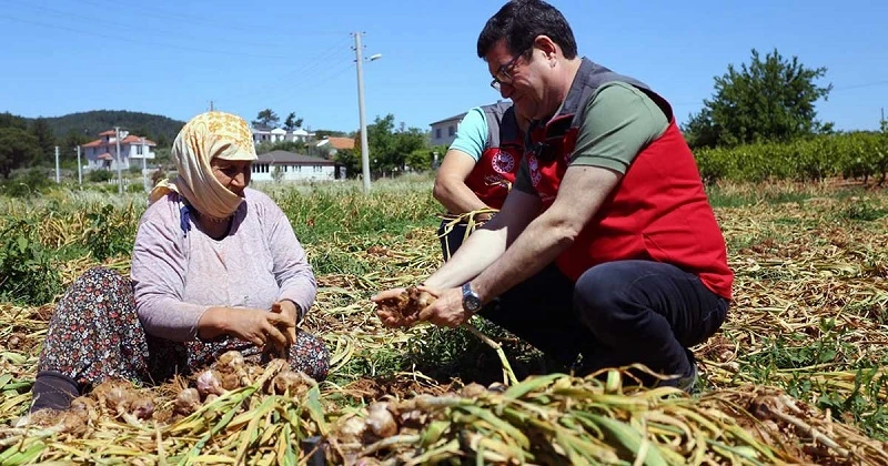 Muğla Ula'da sarımsak hasadı