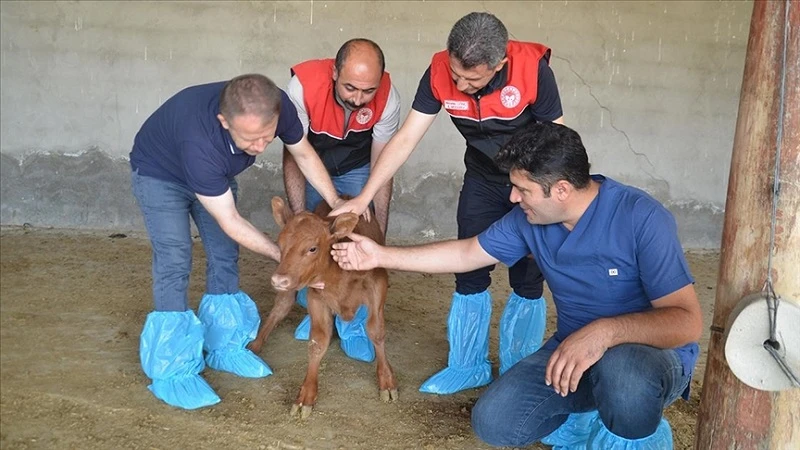 Muş'ta devlet desteğiyle manda varlığı artıyor