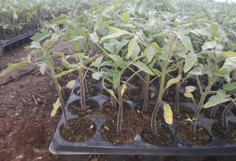 Nevşehir ilçe ve köylerinde domates fidesi ekimi başladı