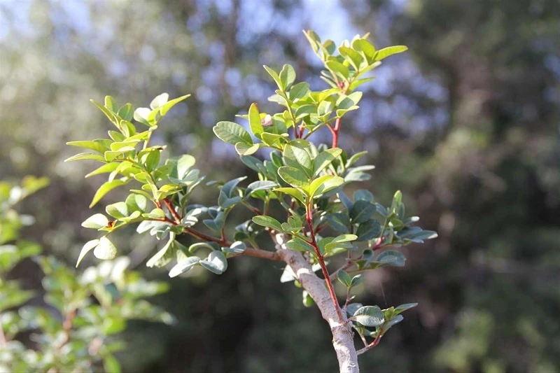 Sakız üretimi gelişiyor: 1500 aşılı fidan üreticilere dağıtılacak