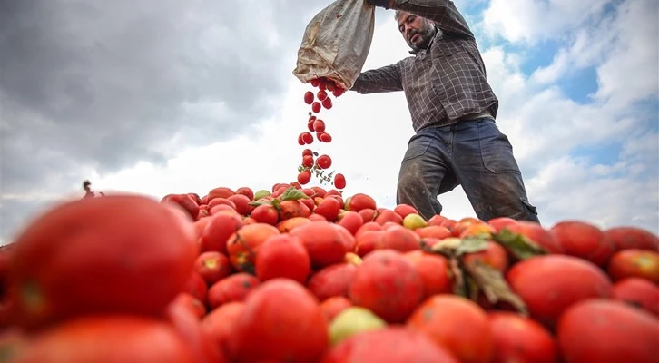 Salçalık domates üreticileri çözüm bekliyor