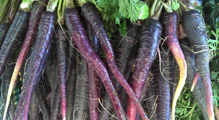 Şalgam suyunun yolculuğu, Konya’daki mor havuç hasadı ile başladı