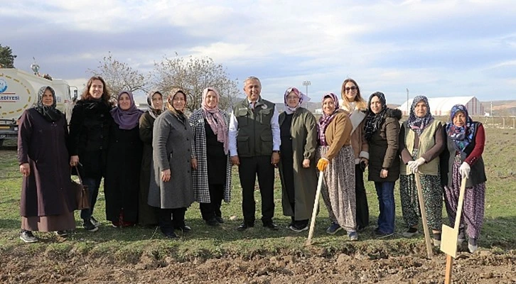 Samsun'da 150 bin lale soğanı toprakla buluştu