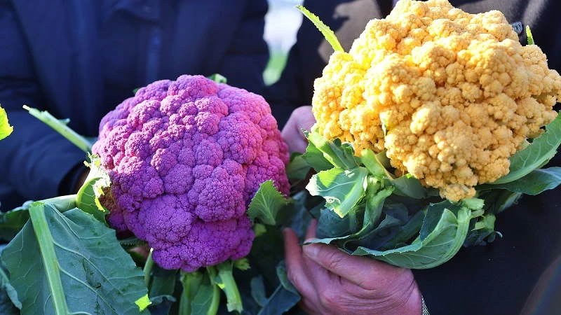 Samsun'da hasat başladı: Turuncusu 75 moru 100 günde yetişiyor