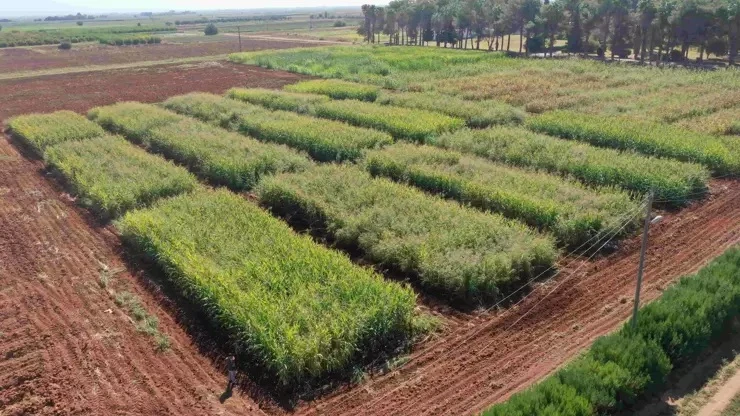 Şanlıurfa’da anıza ekim yöntemiyle sürdürülebilir tarım hedefi