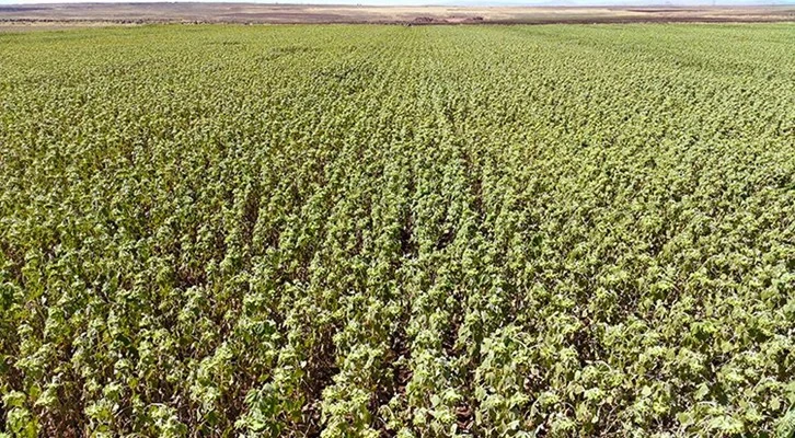 Şanlıurfa’da ekilen ayçiçeğinden 950 ton verim alındı